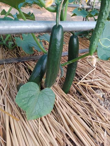 小黃瓜(花胡瓜) 產品圖片（圖片編號 752040）