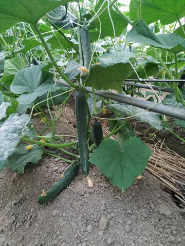 小黃瓜(花胡瓜) 產品圖片（圖片編號 752041）