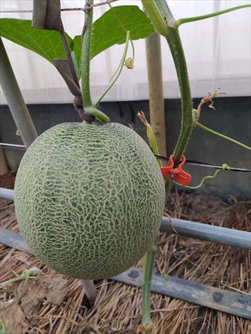 洋香瓜(哈蜜瓜) 產品圖片（圖片編號 752043）