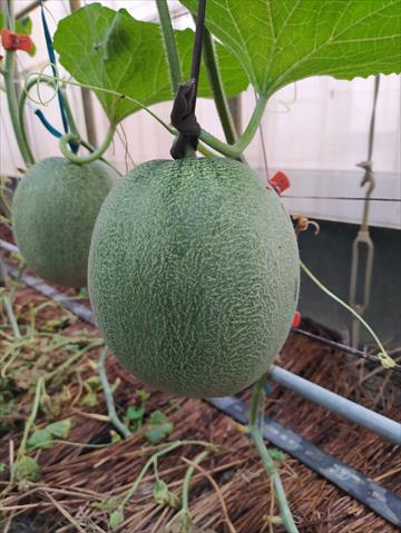 洋香瓜(哈蜜瓜) 產品圖片（圖片編號 752044）