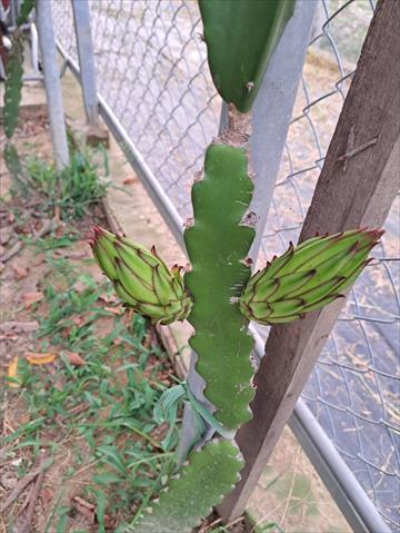 紅龍果 產品圖片（圖片編號 752048）