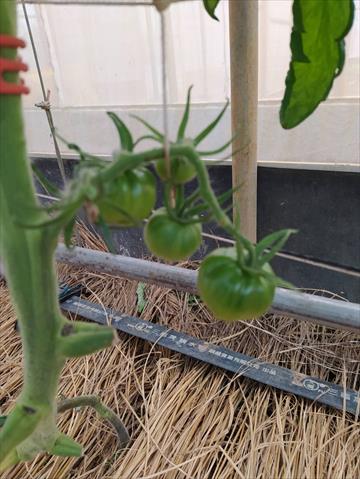 番茄(含小番茄) 產品圖片（圖片編號 752049）