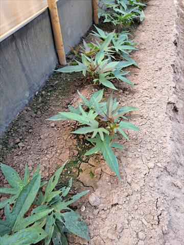 甘藷(地瓜) 產品圖片（圖片編號 752056）
