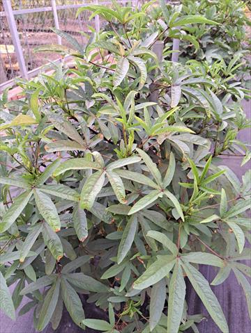 甘藷(地瓜) 產品圖片（圖片編號 752057）