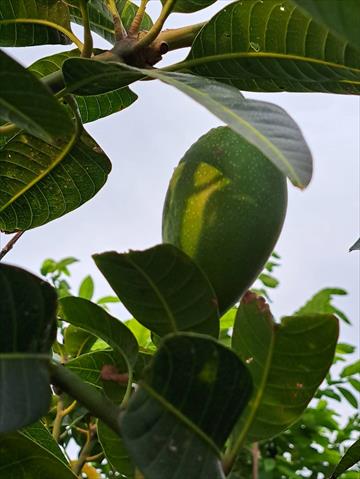芒果 產品圖片（圖片編號 752061）