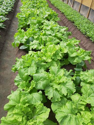 不結球白菜(小白菜,青梗白菜,蚵白菜) 產品圖片（產品編號 550955）