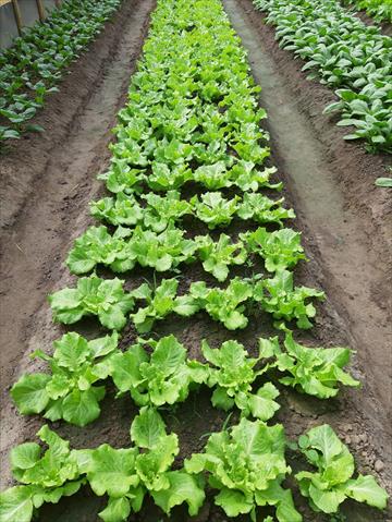 不結球白菜(小白菜,青梗白菜,蚵白菜) 產品圖片（圖片編號 752063）