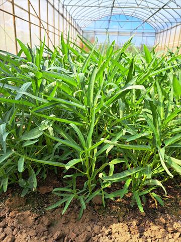 蕹菜(空心菜) 產品圖片（圖片編號 752064）