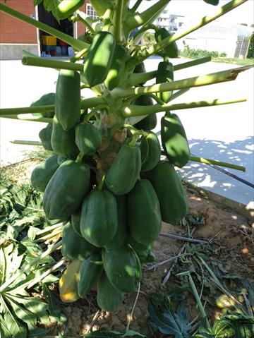 木瓜 產品圖片（圖片編號 752066）