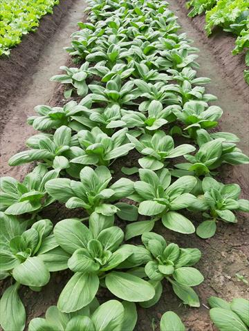 青江菜(青梗菜,青油菜) 產品圖片（圖片編號 752067）