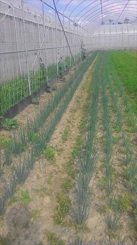 蔥 產品圖片（圖片編號 752072）
