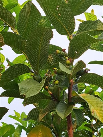 番石榴(芭樂) 產品圖片（圖片編號 752075）