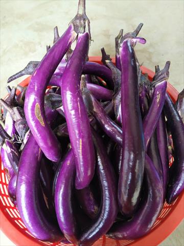茄子 產品圖片（圖片編號 752079）