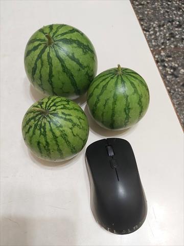 西瓜 產品圖片（圖片編號 752084）