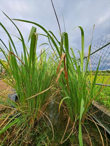 茭白筍 產品圖片（圖片編號 752086）