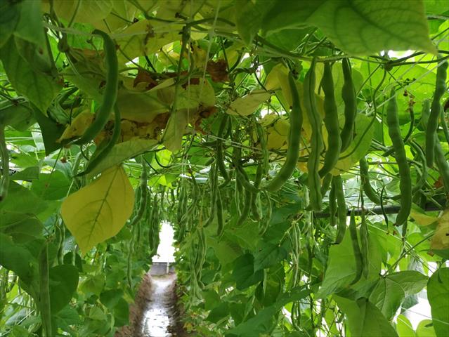 菜豆(敏豆、粉豆) 產品圖片（圖片編號 752089）