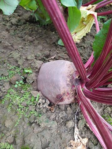 甜菜根 產品圖片（圖片編號 752092）