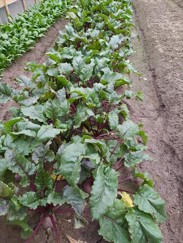 甜菜根 產品圖片（圖片編號 752094）