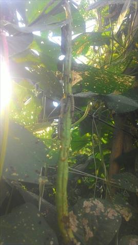 四季豆(菜豆) 產品圖片（圖片編號 752101）