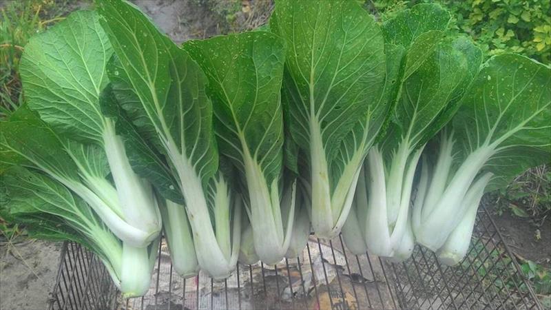 小白菜 產品圖片（圖片編號 752103）