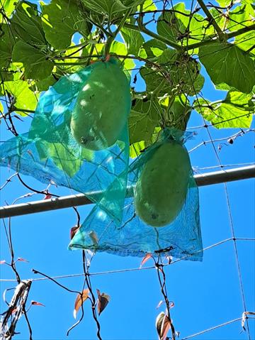 扁蒲(瓠瓜,匏瓜,蒲瓜) 產品圖片（圖片編號 752107）