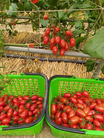 番茄(含小番茄) 產品圖片（圖片編號 752110）