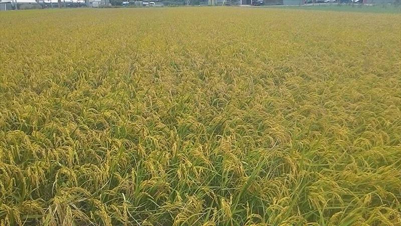 軟秈稻(白米) 產品圖片（圖片編號 752115）