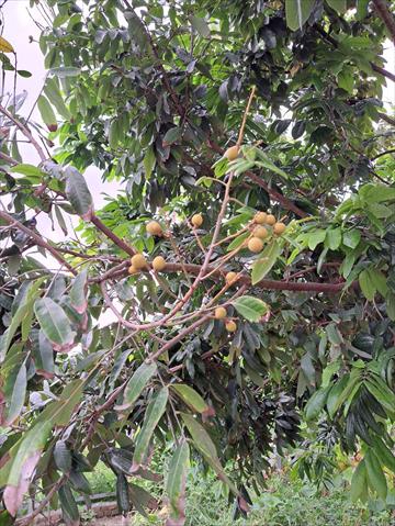 龍眼 產品圖片（圖片編號 752118）