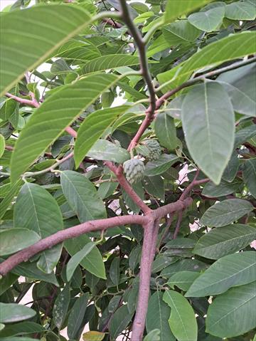 番荔枝(釋迦) 產品圖片（圖片編號 752121）