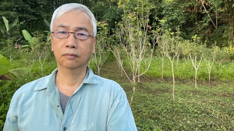 桂花 產品圖片（產品編號 551132）