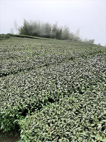 茶製品-茶 產品圖片（產品編號 551160）