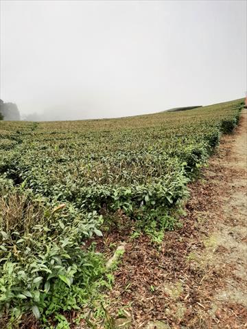 茶製品-茶 產品圖片（圖片編號 752462）