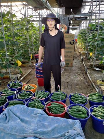 小黃瓜(花胡瓜) 產品圖片（產品編號 551399）
