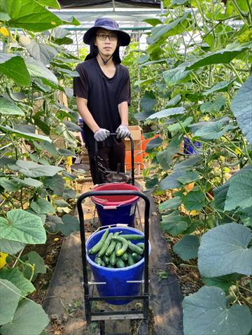 小黃瓜(花胡瓜) 產品圖片（圖片編號 752896）