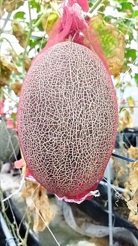 洋香瓜(哈蜜瓜) 產品圖片（圖片編號 752904）