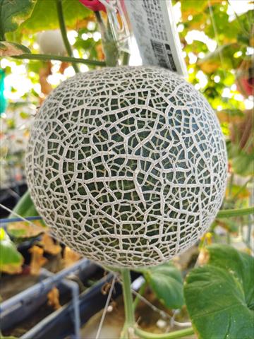 洋香瓜(哈蜜瓜) 產品圖片（產品編號 551409）