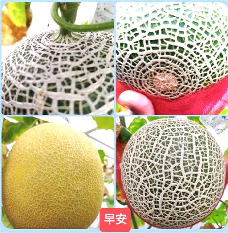 洋香瓜(哈蜜瓜) 產品圖片（圖片編號 752906）