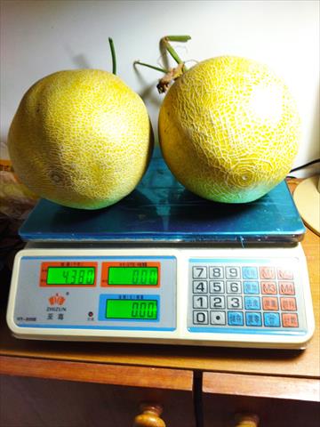 洋香瓜(哈蜜瓜) 產品圖片（圖片編號 752907）