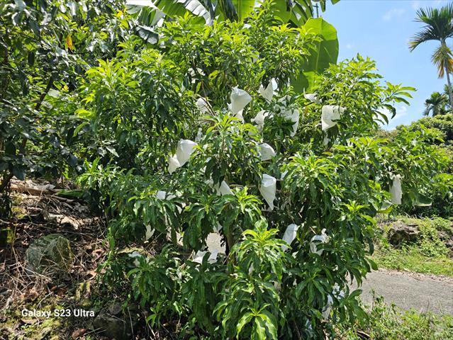 黃金果(黃晶果,加蜜蛋黃果,蜜蛋黃果) 產品圖片（產品編號 551443）