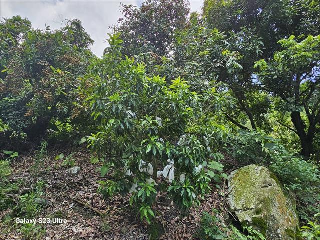 黃金果(黃晶果,加蜜蛋黃果,蜜蛋黃果) 產品圖片（圖片編號 752932）