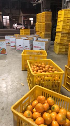 砂糖橘 產品圖片（圖片編號 752940）