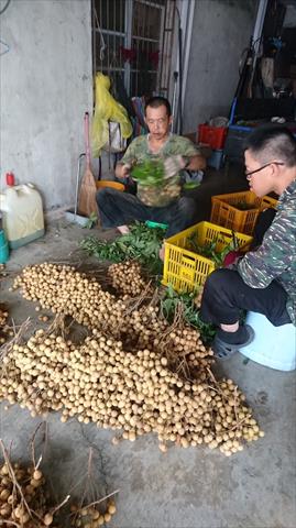 龍眼 產品圖片（圖片編號 752942）