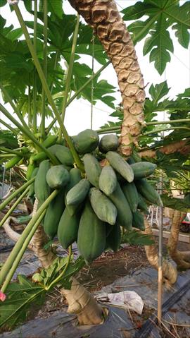 木瓜 產品圖片（圖片編號 753253）
