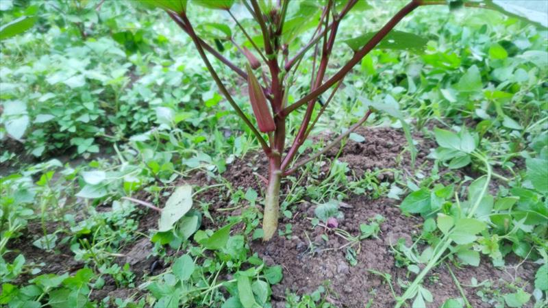 黃秋葵(羊角豆,秋葵) 產品圖片（產品編號 539661）