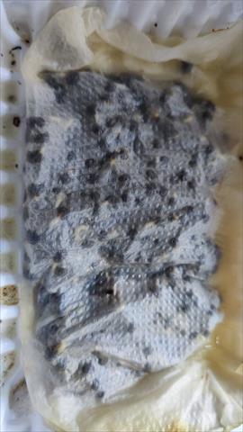 黃秋葵(羊角豆,秋葵) 產品圖片（圖片編號 753327）