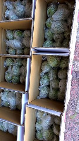 番石榴(芭樂) 產品圖片（產品編號 551857）
