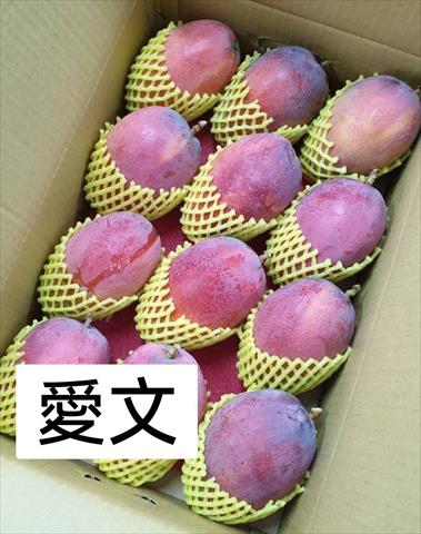 芒果 產品圖片（圖片編號 753619）