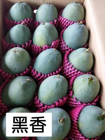 芒果 產品圖片（產品編號 551858）
