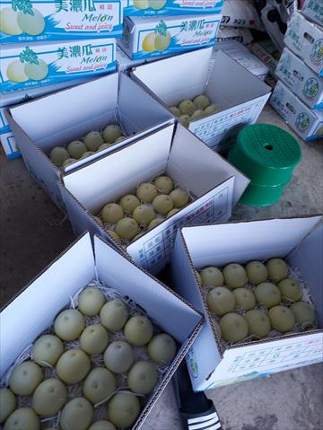 香瓜(美濃瓜) 產品圖片（圖片編號 753937）