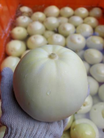 香瓜(美濃瓜) 產品圖片（圖片編號 753938）